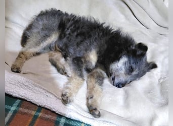 Arthur - sanfter und freundlicher Hund