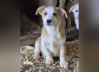 Nala - 6 kleine Geschwister suchen ein Zuhause