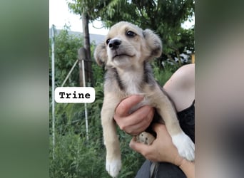 Trine - lieb, verträglich und verspielt