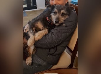 Arthur - sanfter und freundlicher Hund