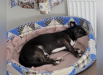 NOTFALL ! - Pixi verliert unverschuldet sein Zuhause!