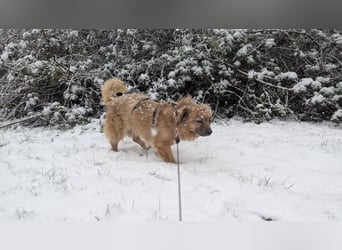 Süße,  ruhige Molly sucht liebevolles Heim