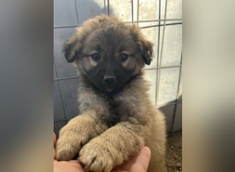 Beppel, geb. ca. 09/2025, lebt in GRIECHENLAND, auf einer privaten Pflegestelle