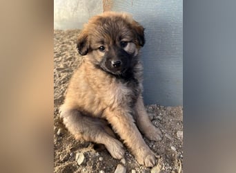 Beppel, geb. ca. 09/2025, lebt in GRIECHENLAND, auf einer privaten Pflegestelle