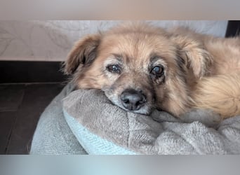 Süße,  ruhige Molly sucht liebevolles Heim