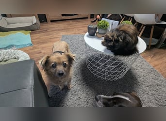 Süße,  ruhige Molly sucht liebevolles Heim