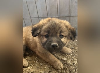 Beppel, geb. ca. 09/2025, lebt in GRIECHENLAND, auf einer privaten Pflegestelle