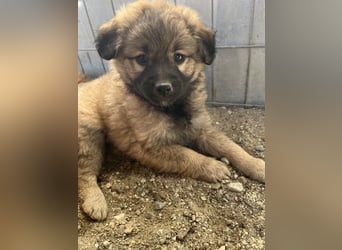 Beppel, geb. ca. 09/2025, lebt in GRIECHENLAND, auf einer privaten Pflegestelle