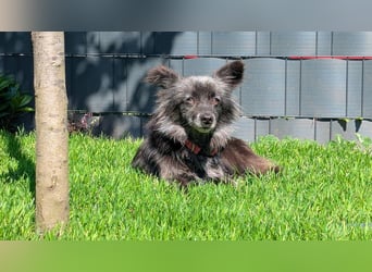 Süße Heidi(10 J/ 29 cm/6 kg) sucht liebevolles Zuhause
