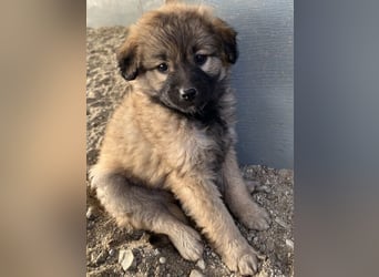 Beppel, geb. ca. 09/2025, lebt in GRIECHENLAND, auf einer privaten Pflegestelle