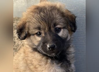 Beppel, geb. ca. 09/2025, lebt in GRIECHENLAND, auf einer privaten Pflegestelle