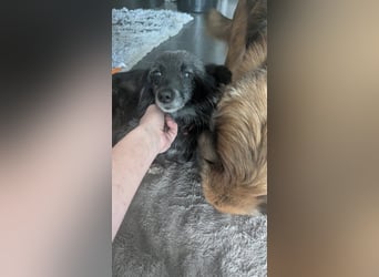 Süße Heidi(10 J/ 29 cm/6 kg) sucht liebevolles Zuhause