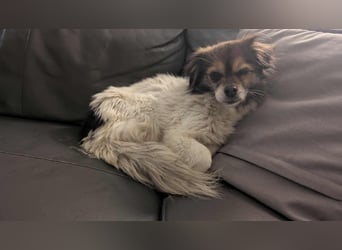 Anfängerhündin Lola(28 cm, 9 J) sucht liebevolles Heim