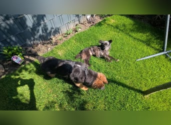 Süße Heidi(10 J/ 29 cm/6 kg) sucht liebevolles Zuhause