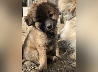 Beppel, geb. ca. 09/2025, lebt in GRIECHENLAND, auf einer privaten Pflegestelle