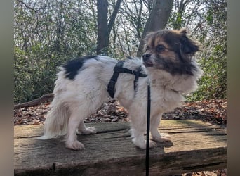 Anfängerhündin Lola(28 cm, 9 J) sucht liebevolles Heim