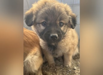 Beppel, geb. ca. 09/2025, lebt in GRIECHENLAND, auf einer privaten Pflegestelle