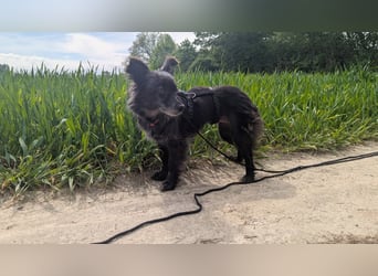 Süße Heidi(10 J/ 29 cm/6 kg) sucht liebevolles Zuhause