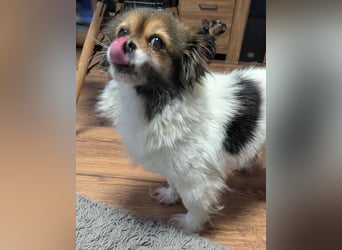 Anfängerhündin Lola(28 cm, 9 J) sucht liebevolles Heim