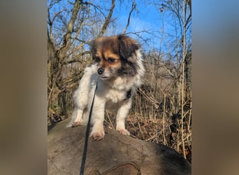 Anfängerhündin Lola(28 cm, 9 J) sucht liebevolles Heim