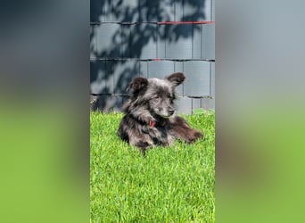 Süße Heidi(10 J/ 29 cm/6 kg) sucht liebevolles Zuhause