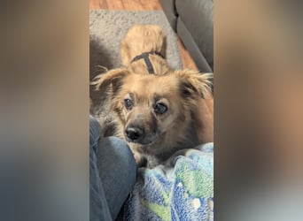 Süße,  ruhige Molly sucht liebevolles Heim