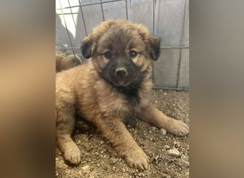 Beppel, geb. ca. 09/2025, lebt in GRIECHENLAND, auf einer privaten Pflegestelle