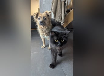 Süße,  ruhige Molly sucht liebevolles Heim