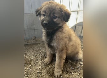 Beppel, geb. ca. 09/2025, lebt in GRIECHENLAND, auf einer privaten Pflegestelle