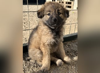 Beppel, geb. ca. 09/2025, lebt in GRIECHENLAND, auf einer privaten Pflegestelle