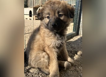 Beppel, geb. ca. 09/2025, lebt in GRIECHENLAND, auf einer privaten Pflegestelle