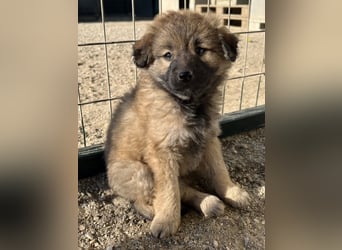 Beppel, geb. ca. 09/2025, lebt in GRIECHENLAND, auf einer privaten Pflegestelle