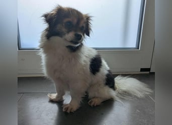 Anfängerhündin Lola(28 cm, 9 J) sucht liebevolles Heim