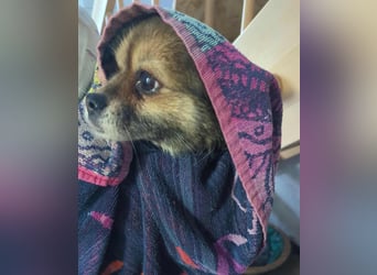 Anfängerhündin Lola(28 cm, 9 J) sucht liebevolles Heim