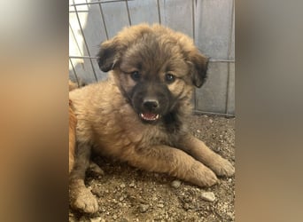 Beppel, geb. ca. 09/2025, lebt in GRIECHENLAND, auf einer privaten Pflegestelle