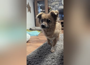 Süße,  ruhige Molly sucht liebevolles Heim