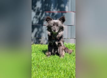 Süße Heidi(10 J/ 29 cm/6 kg) sucht liebevolles Zuhause