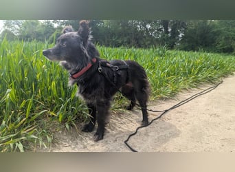 Süße Heidi(10 J/ 29 cm/6 kg) sucht liebevolles Zuhause