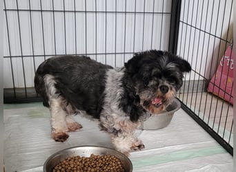 Lucia, Hündin, *ca. 12.05.2022, klein, unsicher, zart, sucht Sicherheit