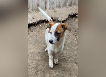 Angus, Rüde, *ca. 18.04.2024, SH klein ca. 35 cm, freundlich, aufgeschlossen, aktiv, sozial