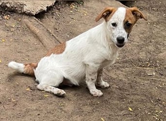 Angus, Rüde, *ca. 18.04.2024, SH klein ca. 35 cm, freundlich, aufgeschlossen, aktiv, sozial