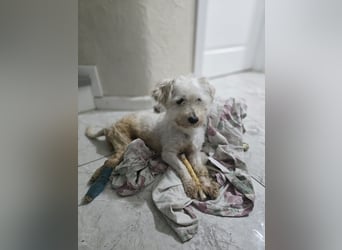 Schlurbi, Rüde, * 12.10.24., klein (mit Handicap), verschmust, freundlich, sozial, lieb