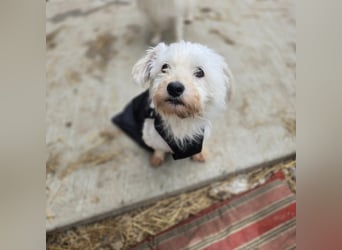 Schlurbi, Rüde, * 12.10.24., klein (mit Handicap), verschmust, freundlich, sozial, lieb