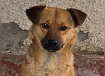 Susa, Hündin, *ca. 25.10.2024, ca. klein bis unterhalb Knie, lebensfroh, freundlich, souverän