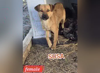 Susa, Hündin, *ca. 25.10.2024, ca. klein bis unterhalb Knie, lebensfroh, freundlich, souverän