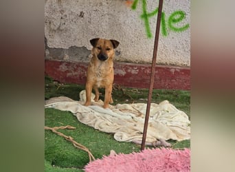 Susa, Hündin, *ca. 25.10.2024, ca. klein bis unterhalb Knie, lebensfroh, freundlich, souverän