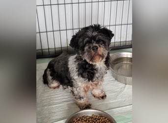 Lucia, Hündin, *ca. 12.05.2022, klein, unsicher, zart, sucht Sicherheit