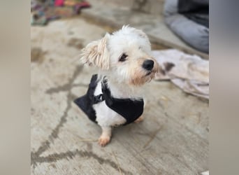 Schlurbi, Rüde, * 12.10.24., klein (mit Handicap), verschmust, freundlich, sozial, lieb