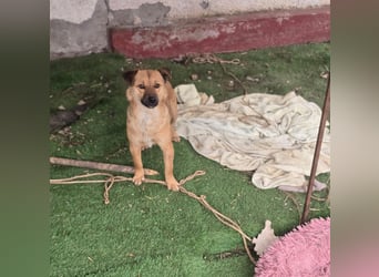 Susa, Hündin, *ca. 25.10.2024, ca. klein bis unterhalb Knie, lebensfroh, freundlich, souverän