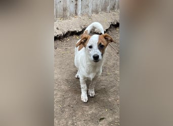 Angus, Rüde, *ca. 18.04.2024, SH klein ca. 35 cm, freundlich, aufgeschlossen, aktiv, sozial